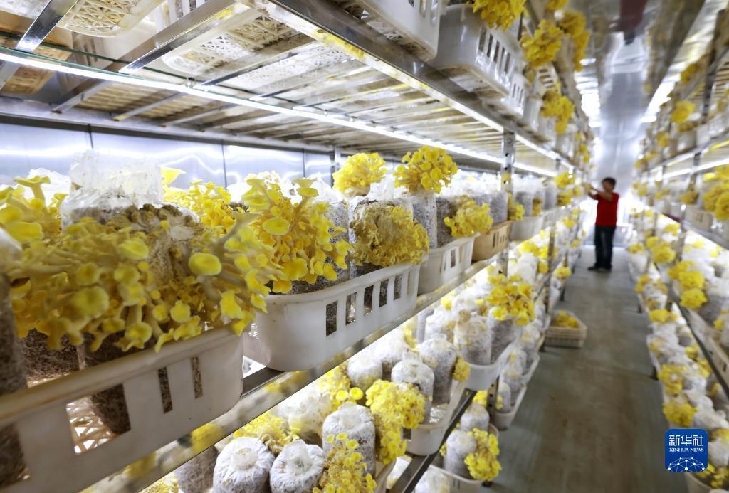 金沙白菜网